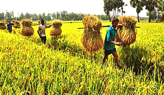 চলতি অর্থবছরে চাল উৎপাদন এর লক্ষ্যমাত্রা ৩ কোটি ৯২ লাখ টন
